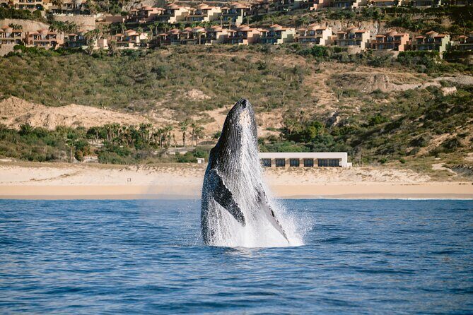 Educational Sunrise Whale Watching with Photos Included - Frequently Asked Questions