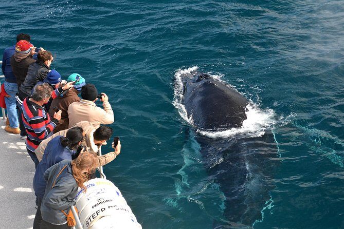 Educational Whale Watching Tour from Perth - An In-Depth Look at the Whale Watching Experience