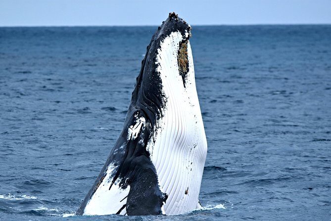 Educational Whale Watching Tour from Perth - The Sum Up: Is It Worth It?
