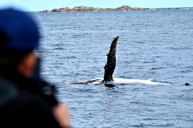 Educational Whale Watching Tour from Perth - FAQs