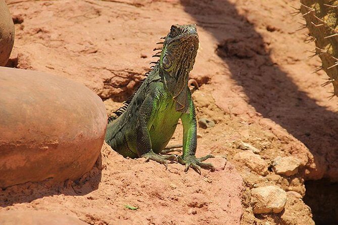 Effortless Agadir Crocoparc Ticket and Transfer Service - Transportation and Timing