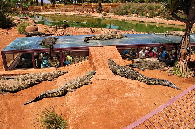 Effortless Agadir Crocoparc Ticket and Transfer Service - Who Is This Tour Best For?
