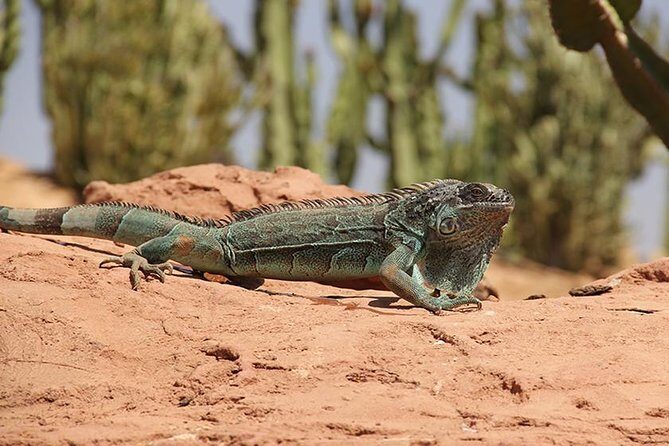 Effortless Agadir Crocoparc Ticket and Transfer Service - FAQ