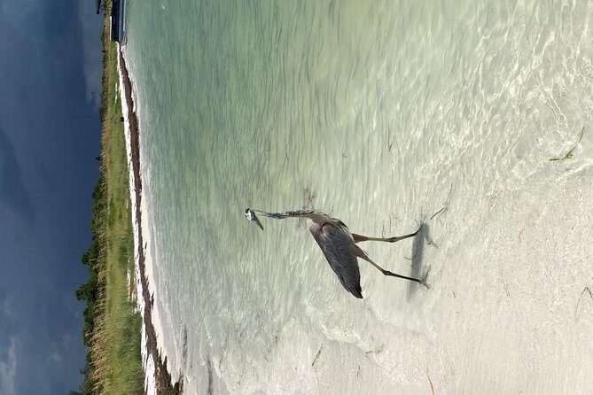 Egmont Key Snorkeling Dolphin Tour - The Sum Up