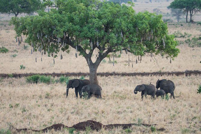 Eight days cultural and wildlife tour in Uganda - Practical considerations and value