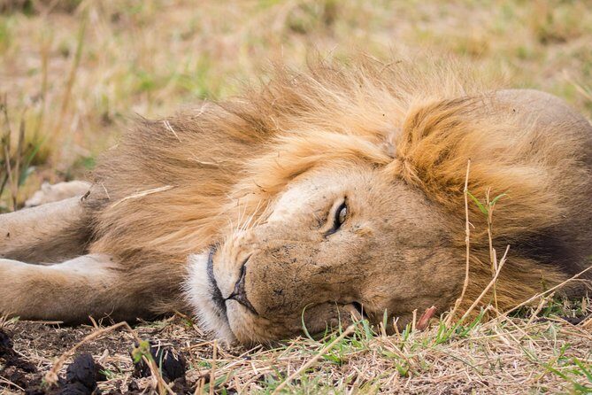 Eight days cultural and wildlife tour in Uganda - FAQ