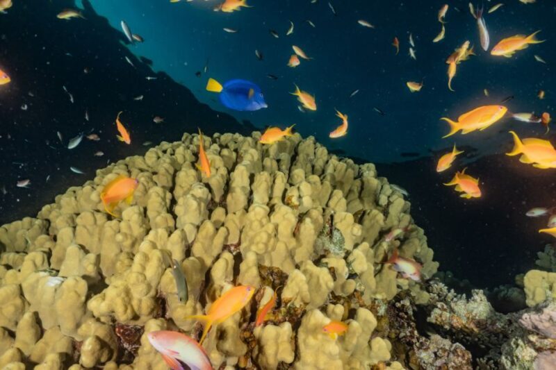 Eilat: 2-Hour Glass-Bottom Boat Tour - Key Points