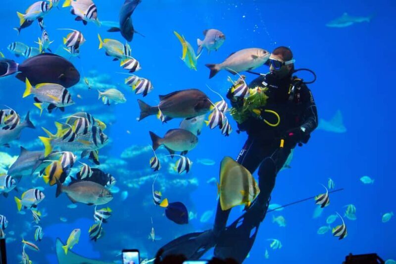 Eilat: Intro to Diving with Certified Instructor - What’s Included and What’s Not