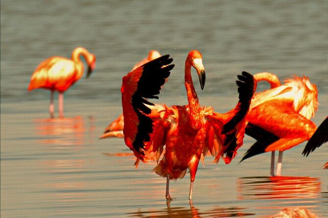 Ek Balam and Pink Paradise Ruins to Rainbow Lakes - Las Coloradas: The Pink Lakes and Wildlife Spectacle