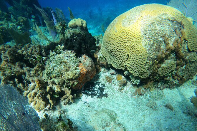 El Cielo and Snorkeling for Cruise Ship Passengers - Exploring the El Cielo and Snorkeling Tour for Cruise Ship Passengers