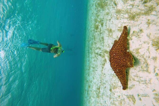 El Cielo Beach Snorkeling Adventure by Catamaran - What to Expect from the Experience