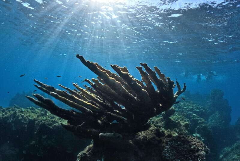 El Cielo Cozumel private snorkel tour - Exploring the Itinerary and What You’ll Experience