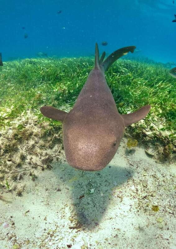 El Cielo Cozumel private snorkel tour - Real Traveler Insights
