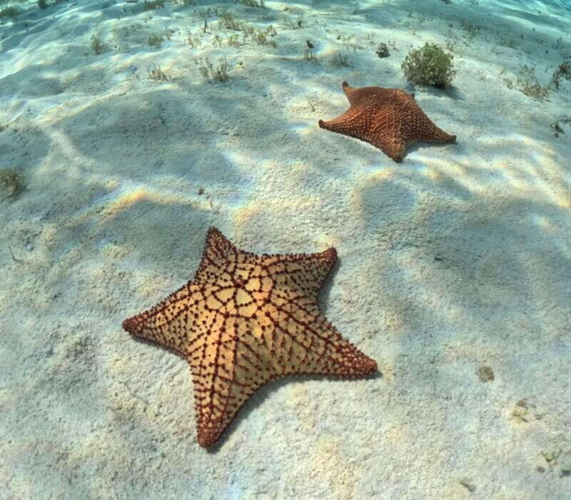 El Cielo Cozumel private snorkel tour - FAQ
