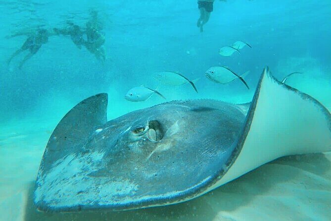 El Cielo Cozumel Snorkel Share Boat + Reefs + Food Drinks + Beach - Discovering Cozumel’s Underwater Treasures