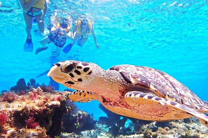 El Cielo Cozumel Snorkeling Tour - All-Inclusive - Guides and Crew