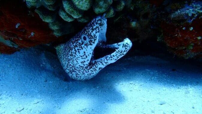 El Cielo Cozumel Snorkeling trip by Catamaran - A Practical Look at the El Cielo Cozumel Snorkeling Trip by Catamaran
