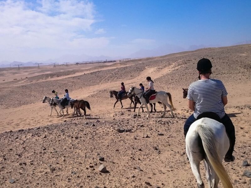 El Gouna: Desert & Sea Horse Riding With Swimming Optional - FAQ