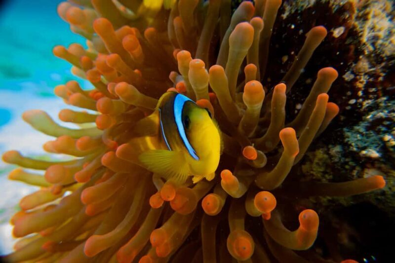 El Gouna: Red Sea Snorkeling Adventure with Transfers - Final Thoughts: Is This Tour Right for You?