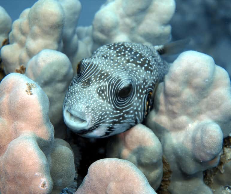 El Quseir: Red Sea Diving - Reefs, Caves & Marine Wildlife - The Itinerary and Marine Environment