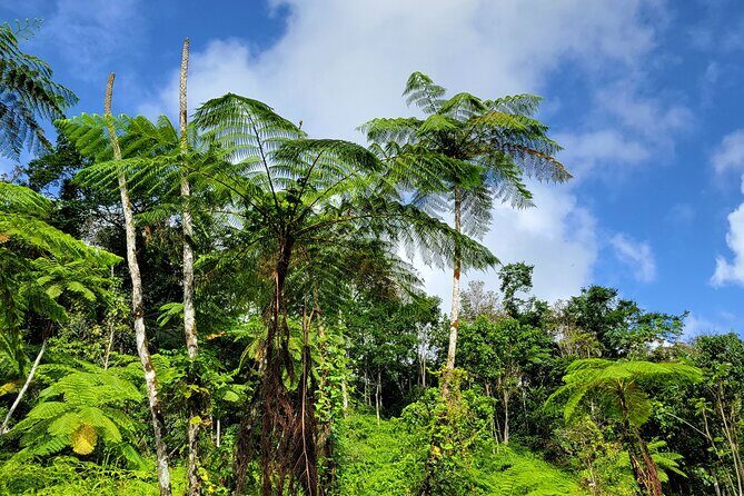 El Yunque Rainforest and Luquillo Kiosk Day Trip - Frequently Asked Questions