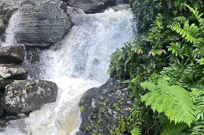 El Yunque Rainforest Hike with Transport from San Juan - What Do Travelers Say?