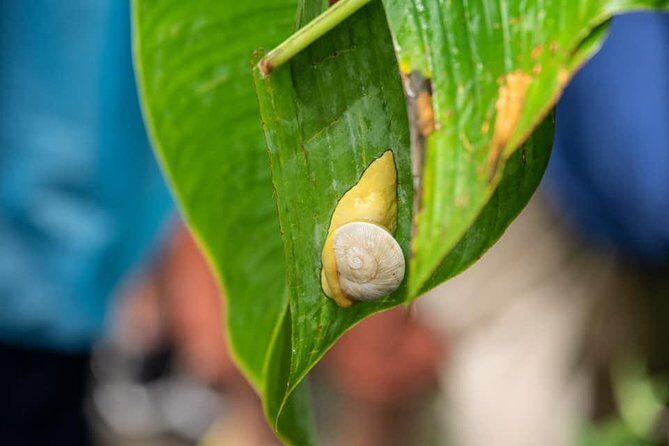 El Yunque Rainforest Tour from Fajardo - Final Thoughts: Worth the Adventure?