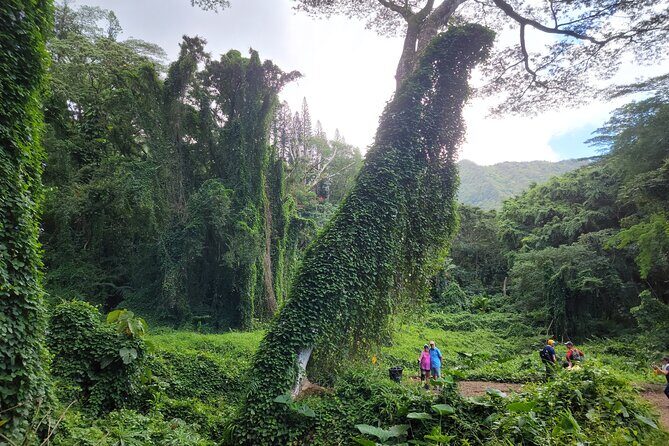 Electric Bike Ride & Manoa Falls Hike Tour - Cruising Through Honolulu — The Ride to Manoa