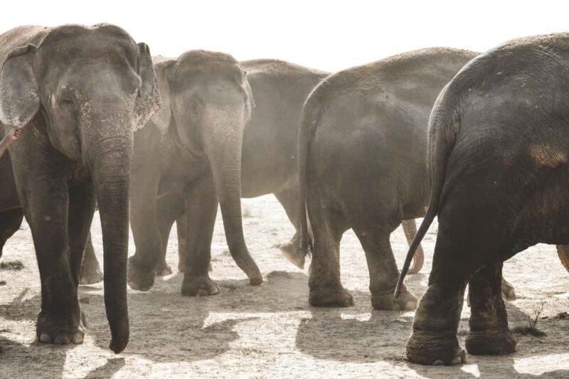 Elefantastic Elephant Sanctuary Tour - A Genuine Look at Rajasthan’s Ethical Elephant Experience