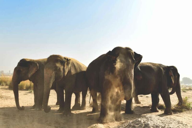 Elefantastic Elephant Sanctuary Tour - What Makes Elefantastic Stand Out