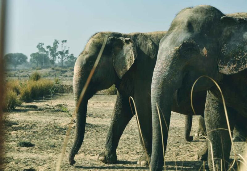 Elefantastic Elephant Sanctuary Tour - The Sum Up: A Heartfelt, Ethical Encounter