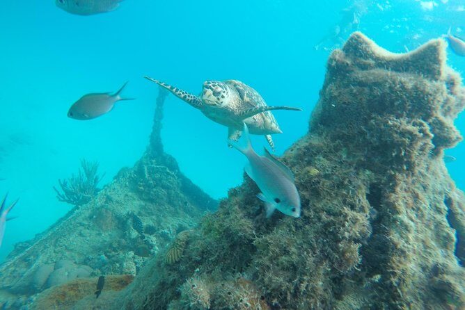 Elegance Catamaran turtles swim and lunch cruise - An In-Depth Look at the Elegance Catamaran Experience