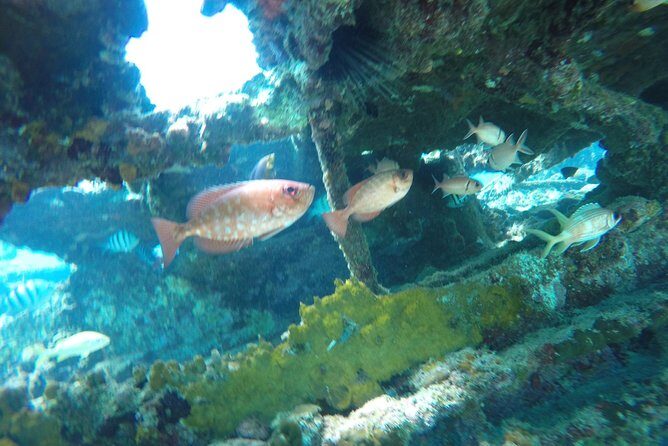Elegance Catamaran turtles swim and lunch cruise - Frequently Asked Questions