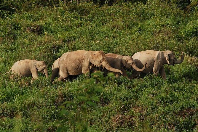 Elephant and Wildlife Watching in Kuiburi National Park - Private Afternoon Tour - An Honest Look at the Experience