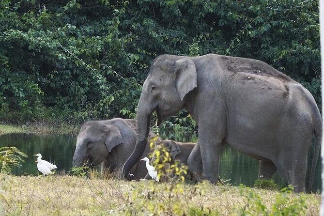 Elephant and Wildlife Watching in Kuiburi National Park - Private Afternoon Tour - Practical Aspects & Considerations