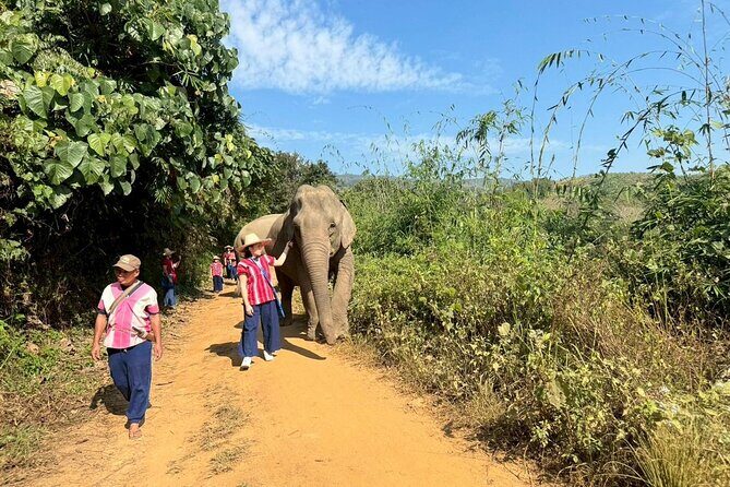 Elephant Care & Bathing Chiang Rai - Key Points