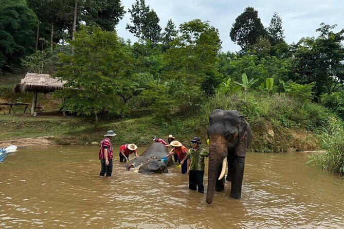 Elephant Care & Bathing Chiang Rai - Lunch and Relaxation