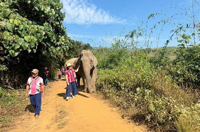 Elephant Care & Bathing Chiang Rai - What Travelers Say