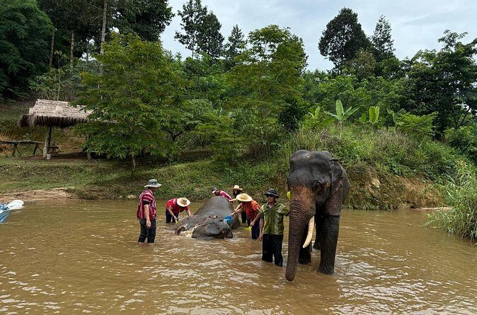 Elephant Care & Bathing Chiang Rai - The Ethical Edge