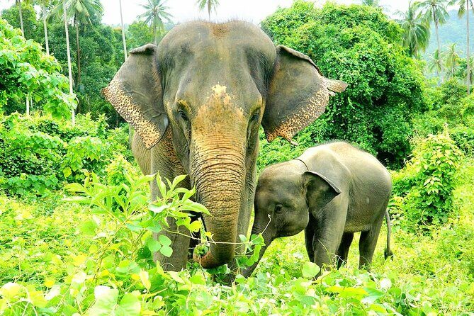 Elephant Care Experience - Key Points