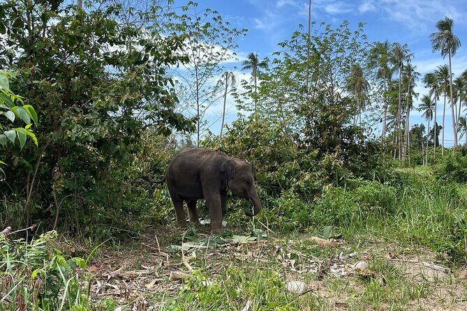 Elephant Care Experience - FAQ