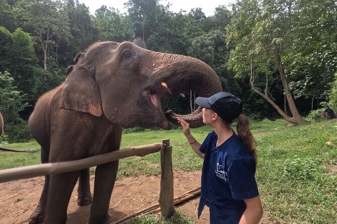 Elephant care program at Chiangmai Elephant Care - Introducing the Elephant Care Program at Chiangmai Elephant Care