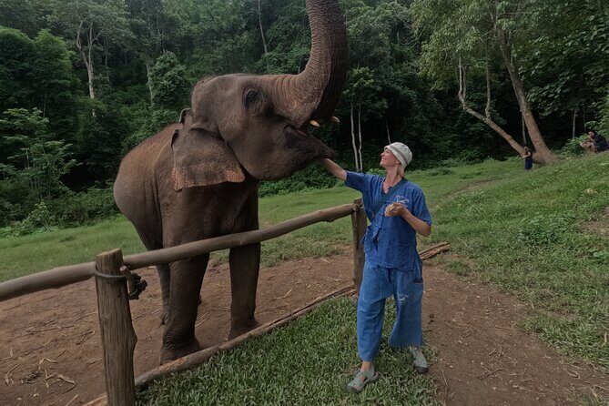 Elephant care program at Chiangmai Elephant Care - Key Points