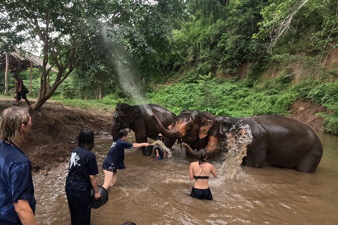 Elephant care program at Chiangmai Elephant Care - FAQ