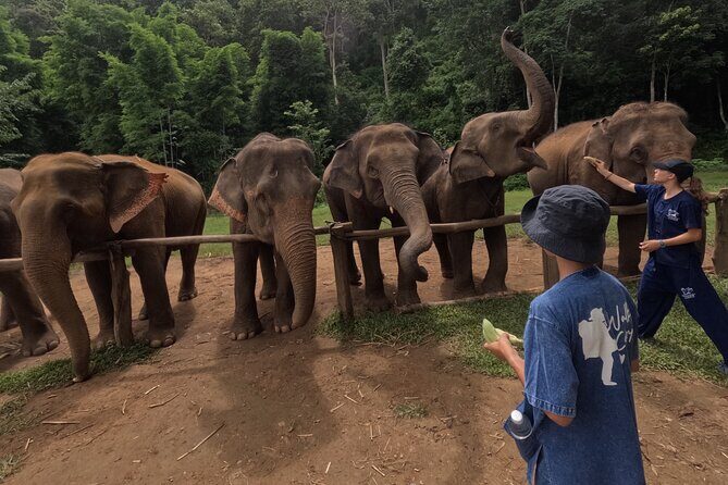 Elephant care program at Chiangmai Elephant Care - The Sum Up