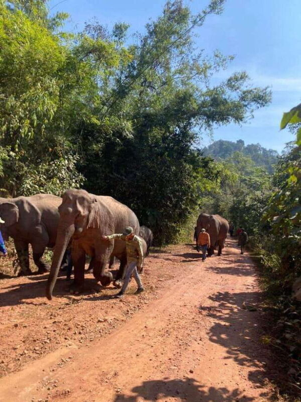 Elephant Home Sanctuary in Muang Thong Sayaboury Laos - FAQs