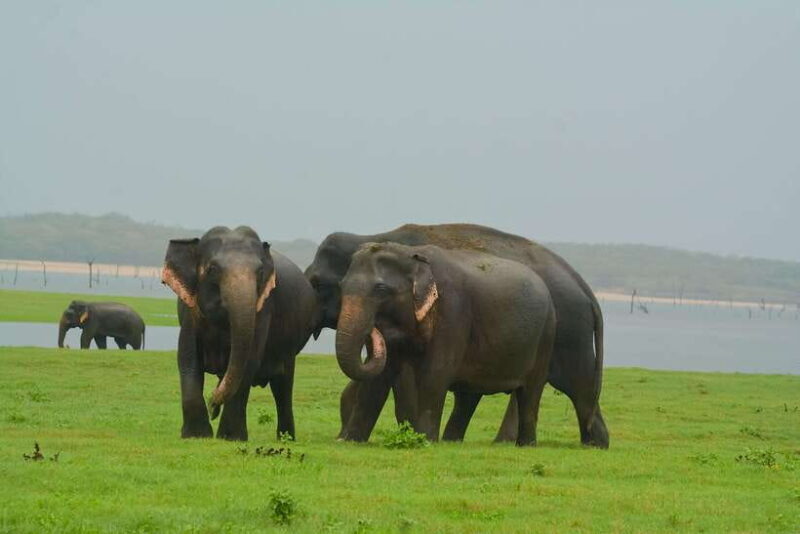 Elephant Jeep Safari at Minneriya National Park - An Overview of the Minneriya Safari Experience