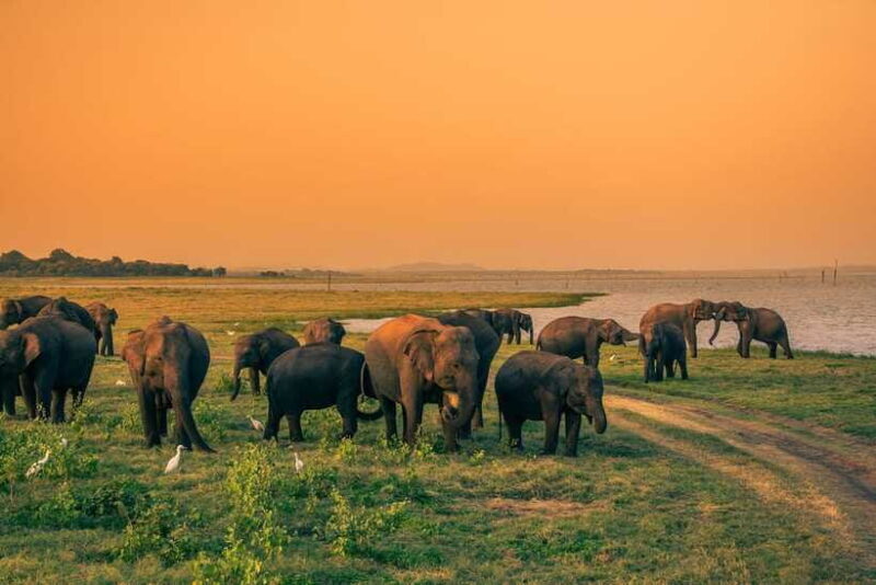 Elephant Jeep Safari at Minneriya National Park - The Sum Up