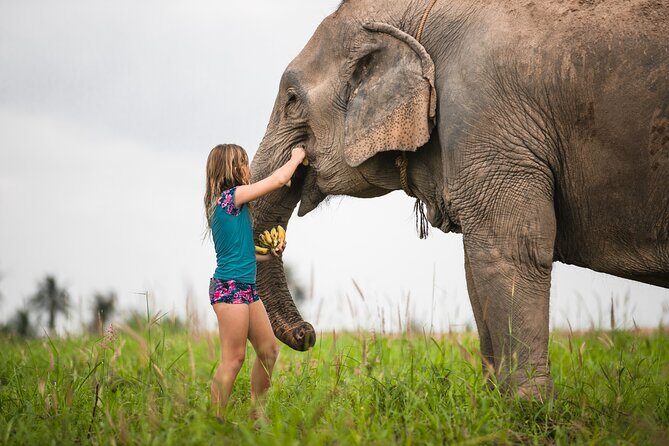 Elephant Jungle Sanctuary: Half Day Morning Program - The Sum Up