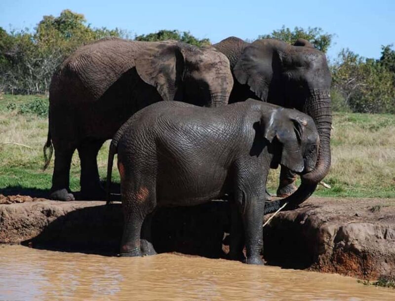 Elephant & Monkey Santuary with Lion Park Tour - An In-Depth Look at the Elephant & Monkey Sanctuary with Lion Park Tour